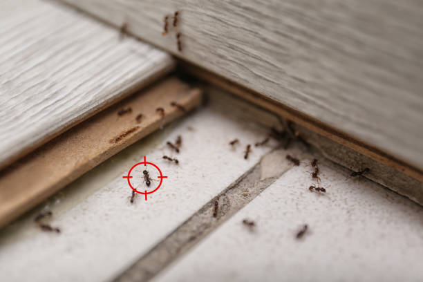 Best Emergency Pest Control  in West Ack, NY