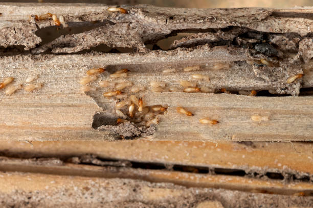 Best Best Pest Control Companies  in West Ack, NY
